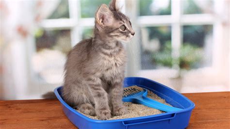 Yavru Kedi Tuvalet Eğitimi Nasıl Verilir?